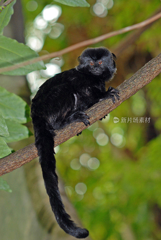 gohldi的猴子(Callimico goeldii)